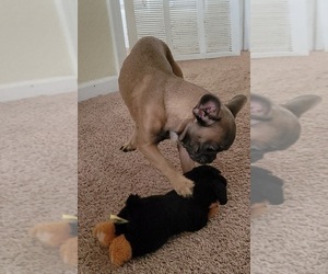 French Bulldog Dog for Adoption in SAINT AUGUSTINE, Florida USA
