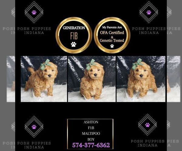 Medium Photo #33 Maltipoo Puppy For Sale in WARSAW, IN, USA