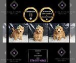 Small #5 Maltipoo