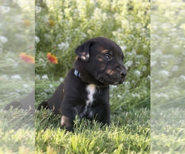 Medium Photo #4 Cane Corso-Doberman Pinscher Mix Puppy For Sale in MODESTO, CA, USA