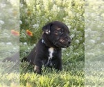 Small Photo #32 Cane Corso-Doberman Pinscher Mix Puppy For Sale in MODESTO, CA, USA