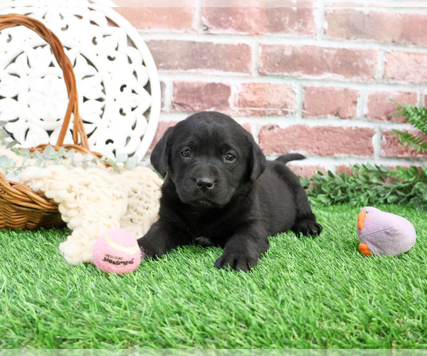 Medium Photo #2 Labrador Retriever Puppy For Sale in SYRACUSE, IN, USA
