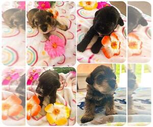 Schnauzer (Miniature) Puppy for Sale in LEHIGH ACRES, Florida USA