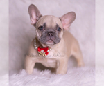 Puppy AKC Danko French Bulldog