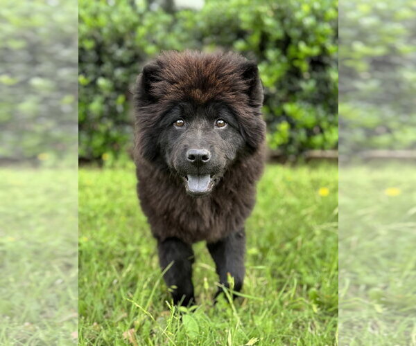 Medium Photo #1 Chow Chow Puppy For Sale in PIPE CREEK, TX, USA