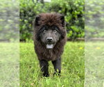 Small Chow Chow
