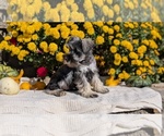 Small #10 Schnauzer (Miniature)