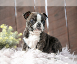 Medium Boston Terrier