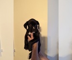Puppy Puppy 1 Boxer