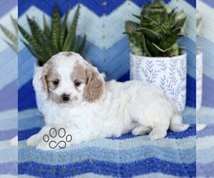 Cavapoo Puppy for sale in PARADISE, PA, USA