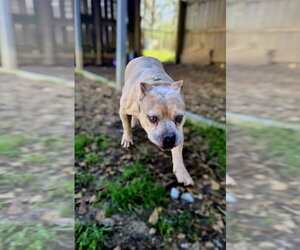 Camo - Male American Staffordshire Terrier-Unknown Mix Dog for Adoption - Photo #4
