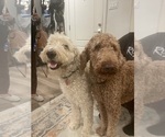 Small Photo #2 Goldendoodle Puppy For Sale in DALLAS, TX, USA