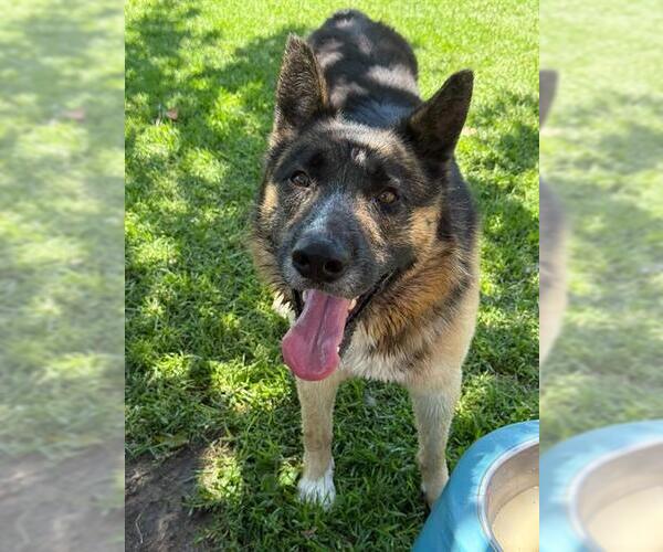 Medium Photo #5 German Shepherd Dog Puppy For Sale in Riverside, CA, USA