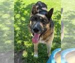 Small #4 German Shepherd Dog