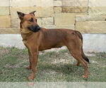 Small #4 Mutt