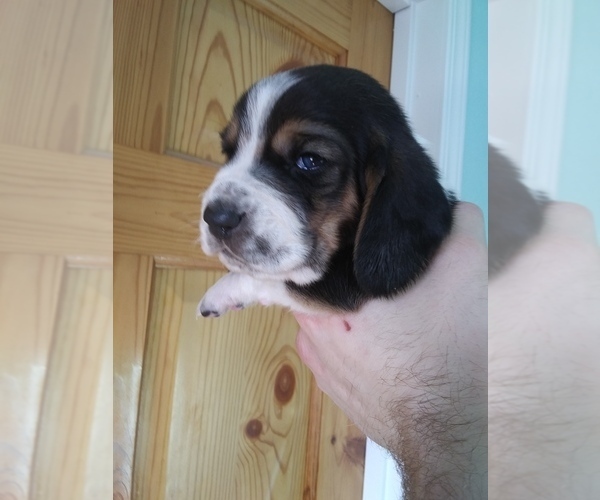 Medium Photo #22 Basset Hound Puppy For Sale in PETERSBURG, IN, USA