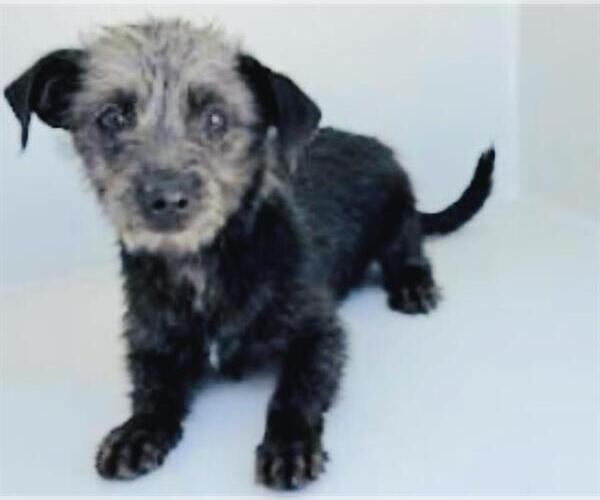 Medium Photo #1 Miniature Schnauzer-Unknown Mix Puppy For Sale in Houston, TX, USA