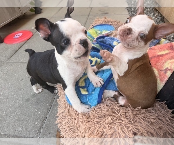 Medium Photo #2 Boston Terrier Puppy For Sale in WARWICK, RI, USA