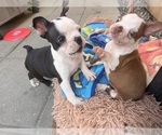 Small #1 Boston Terrier