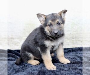German Shepherd Dog Puppy for sale in READING, PA, USA