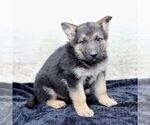 Small Photo #1 German Shepherd Dog Puppy For Sale in READING, PA, USA