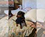 Small #19 Doberman Pinscher