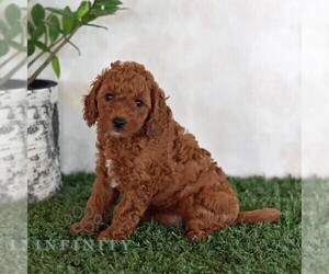 Poodle (Miniature) Puppy for sale in MILL HALL, PA, USA