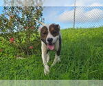 Small #1 American Pit Bull Terrier Mix