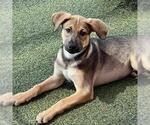 Small #15 Boxer Mix