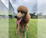 Small #7 Poodle (Standard)