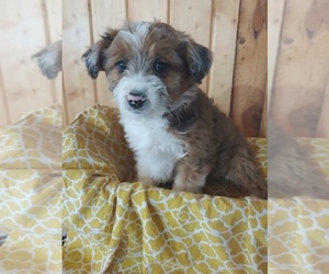 Aussiedoodle Miniature Puppy for sale in CANON CITY, CO, USA