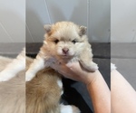 Small Photo #3 Pomeranian Puppy For Sale in HYNDMAN, PA, USA