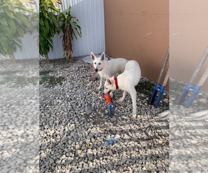 German Shepherd Dog Puppy for sale in CAROL CITY, FL, USA