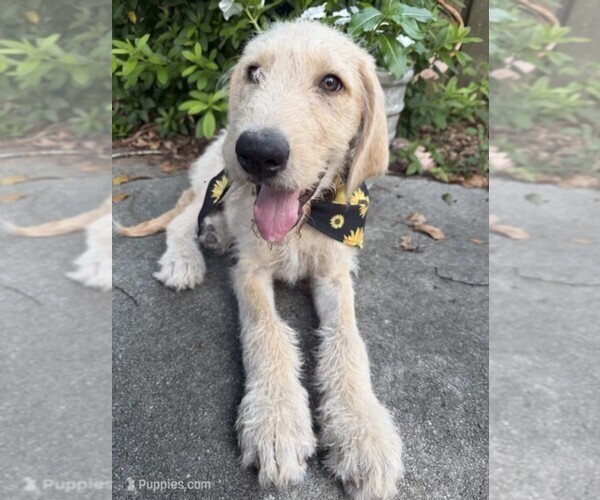 Medium Photo #1 Labradoodle Puppy For Sale in PEMBROKE, GA, USA
