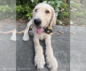 Labradoodle Puppy for sale in PEMBROKE, GA, USA