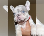 Puppy Puppy 5 French Bulldog