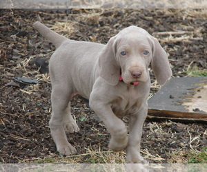 Weimaraner Puppy for sale in AMORITA, OK, USA