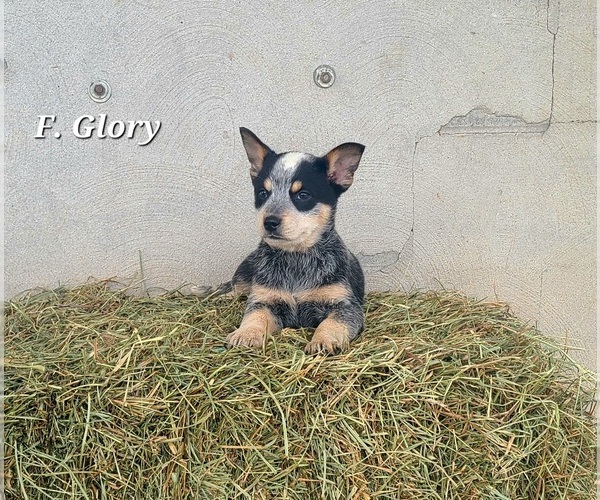 Medium Photo #2 Australian Cattle Dog Puppy For Sale in NATHALIE, VA, USA