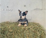 Small #1 Australian Cattle Dog
