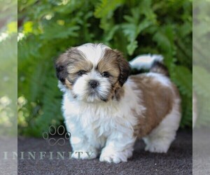 Shih Tzu Puppy for sale in MORGANTOWN, PA, USA