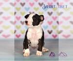 Small Photo #5 Miniature Bull Terrier Puppy For Sale in Dnipro, Dnipro, Ukraine