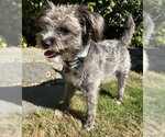 Small Photo #2 Poodle (Miniature)-Unknown Mix Puppy For Sale in Bellevue, WA, USA