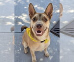 Small #4 American Staffordshire Terrier-German Shepherd Dog Mix