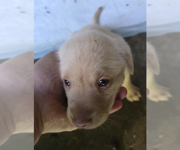 Medium Photo #12 Labrador Retriever Puppy For Sale in REXFORD, NY, USA