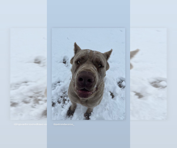 Medium Photo #8 Cane Corso Puppy For Sale in VICTORVILLE, CA, USA