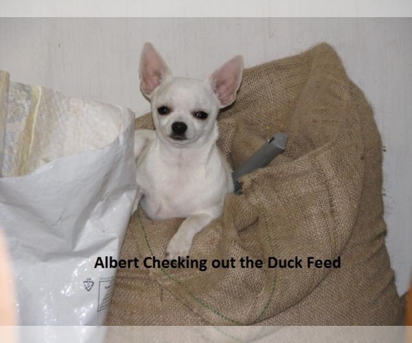 Medium Photo #1 Chihuahua Puppy For Sale in BELLE FOURCHE, SD, USA