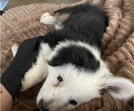 Small Photo #18 Miniature American Shepherd Puppy For Sale in PLACERVILLE, CA, USA