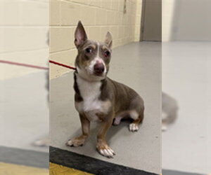 Dachshund-Unknown Mix Dogs for adoption in Sanford, FL, USA