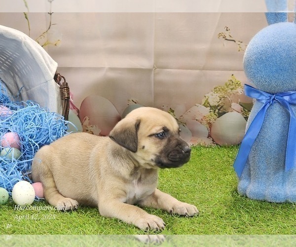 Medium Photo #20 Catahoula Leopard Dog Puppy For Sale in CUMBY, TX, USA