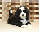 Small #1 Bernedoodle (Miniature)